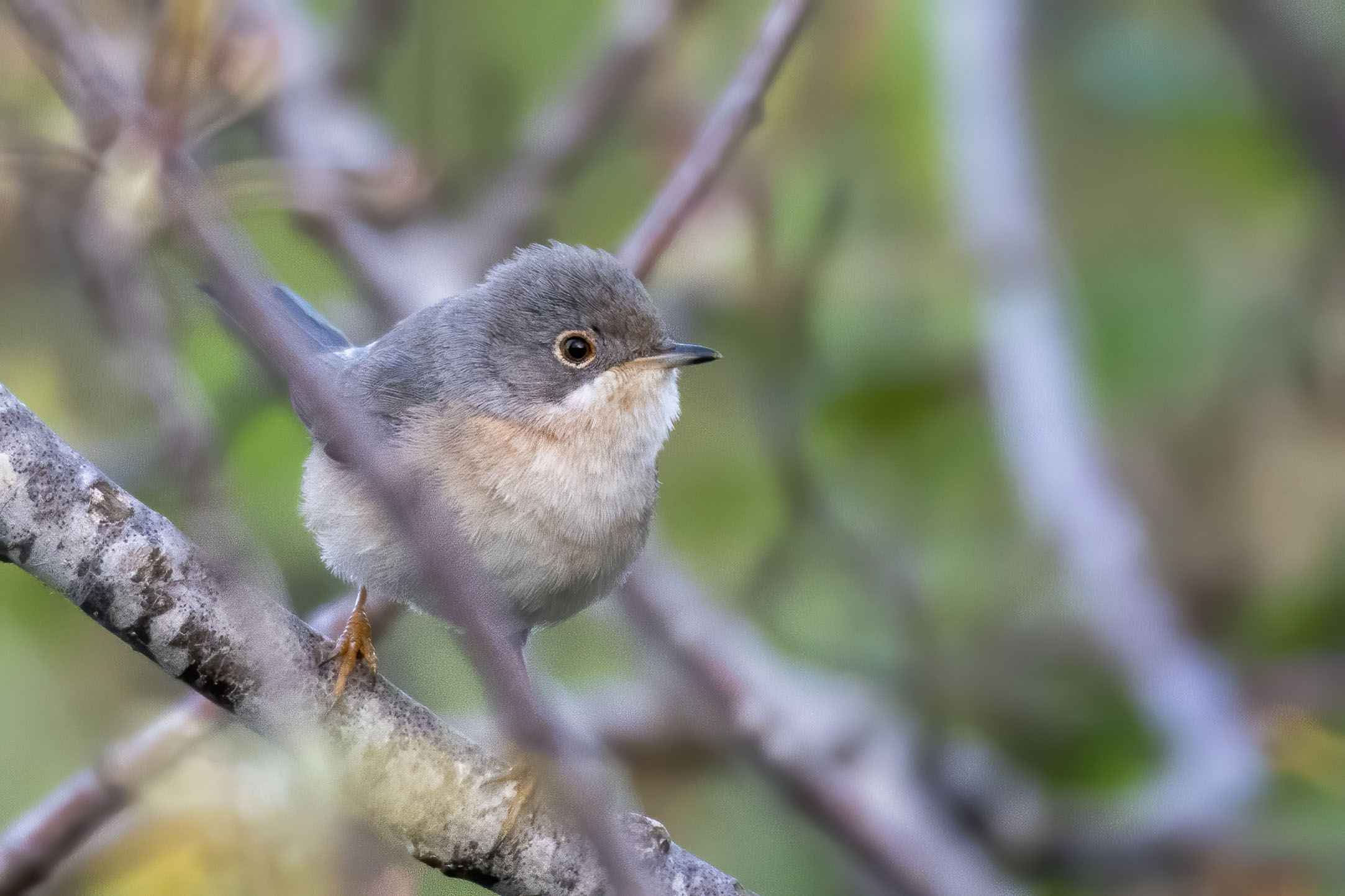 Subalpine Warbler